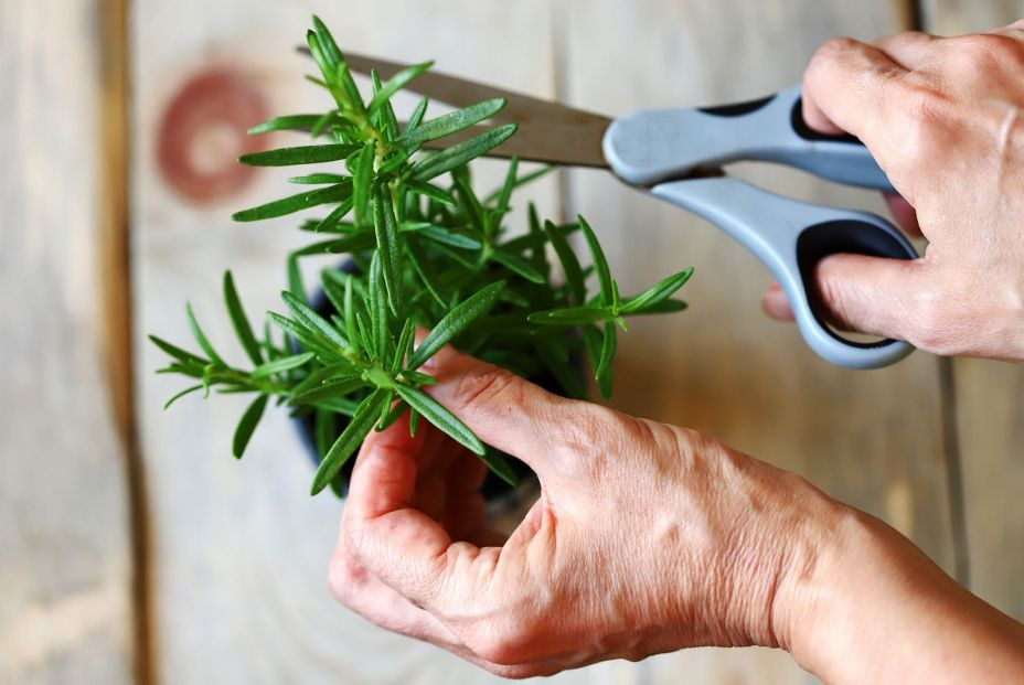 3 aspectos clave para cultivar el romero