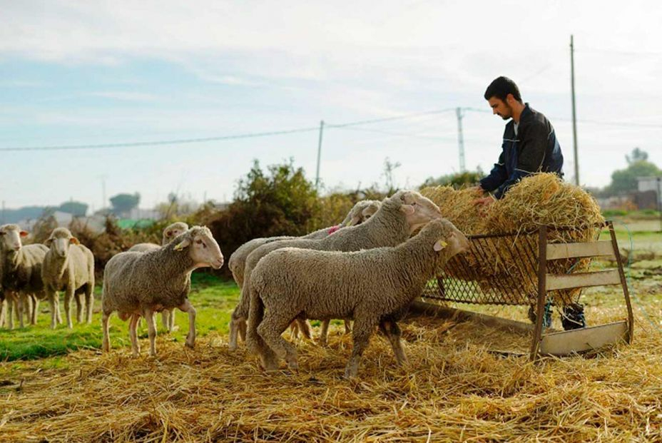 “El trabajo en el campo hoy no es ni una décima parte de lo duro que fue para mi abuelo”.Foto: EuropaPress