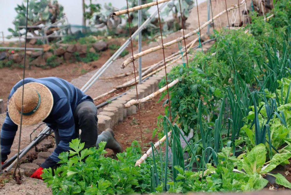 “El trabajo en el campo hoy no es ni una décima parte de lo duro que fue para mi abuelo”. Foto: EuropaPress