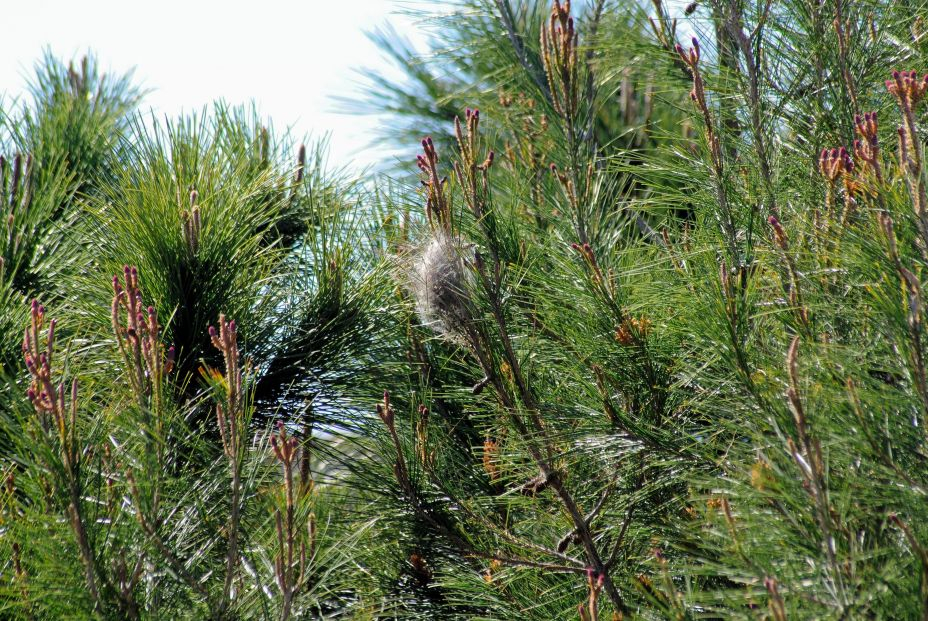 bigstock Processionary Caterpillar Nest 369053047