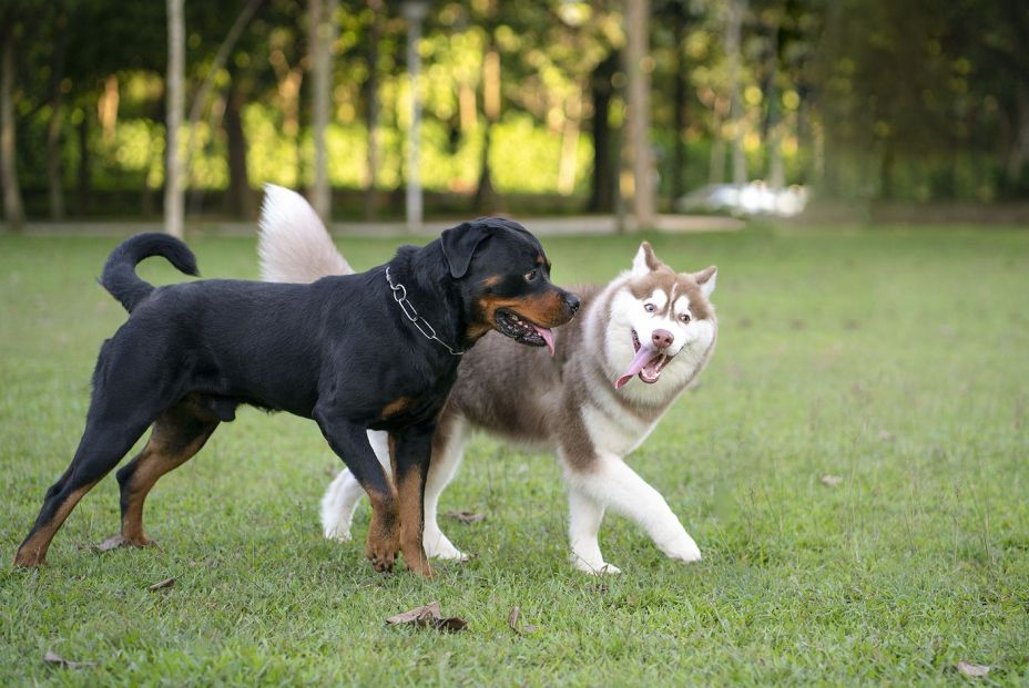 Las razas de perro que más triunfan entre los españoles