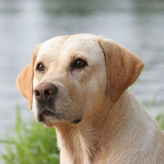 labrador