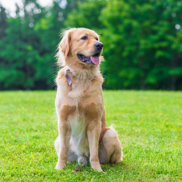  Golden Retriever 