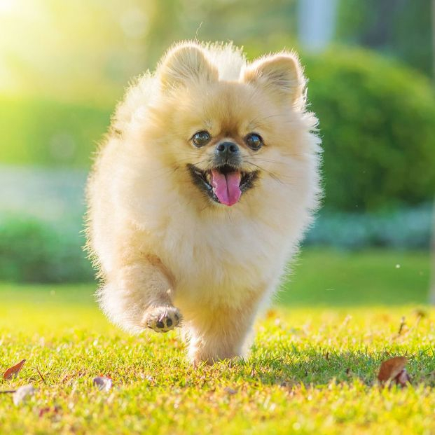  Pomeranian