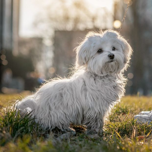 bichon maltés