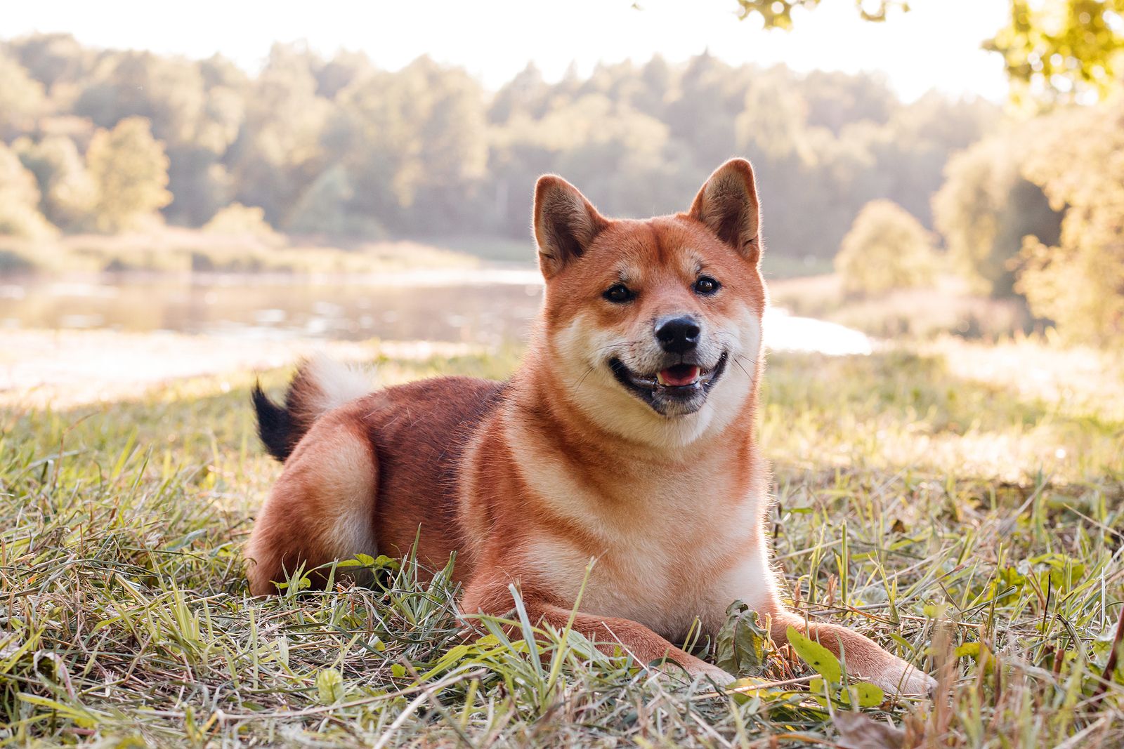 Las razas de perro que más triunfan entre los españoles