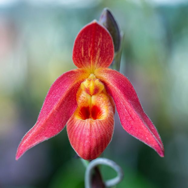 orquideas orquideas