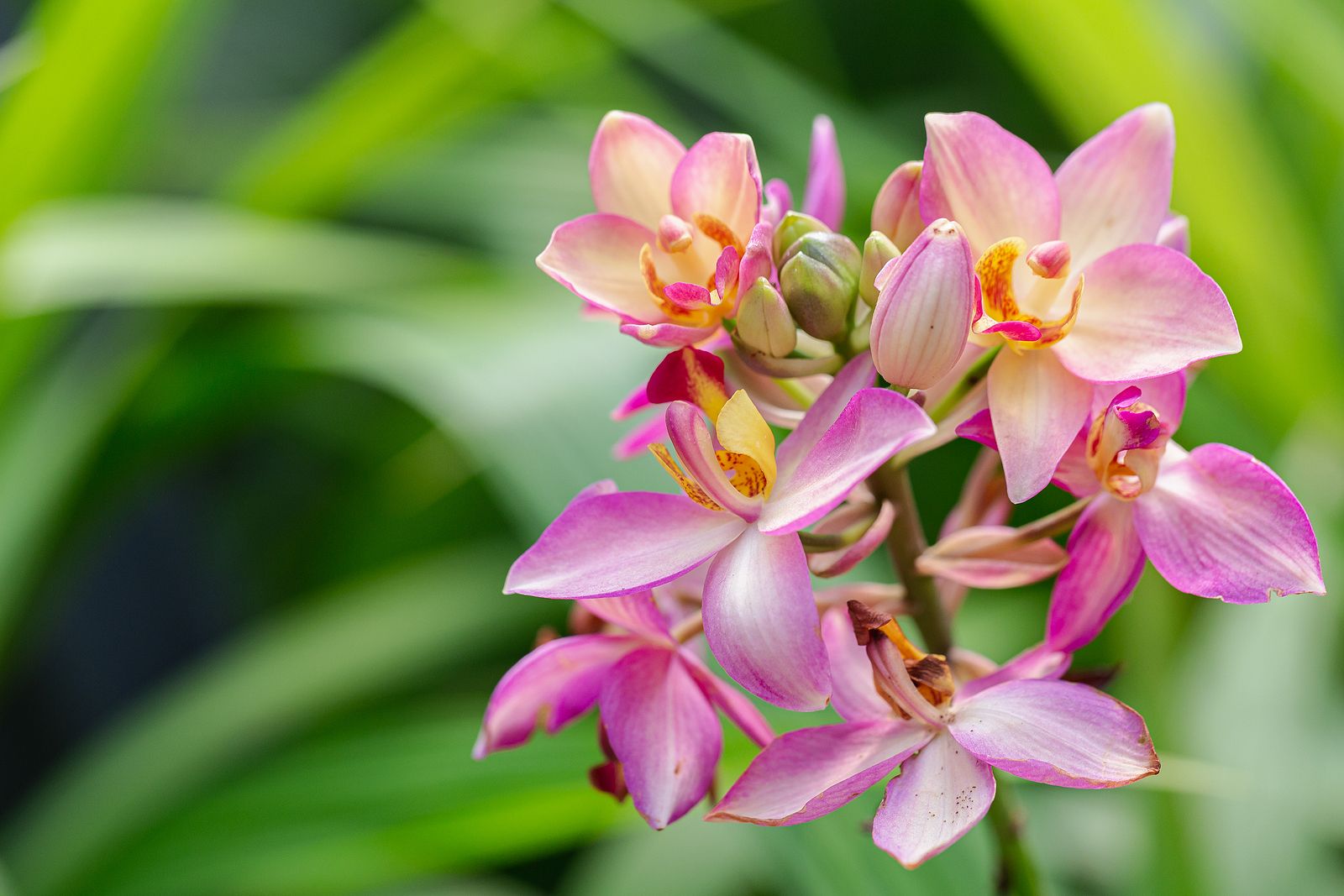 Descubren una orquídea que se daba por extinta