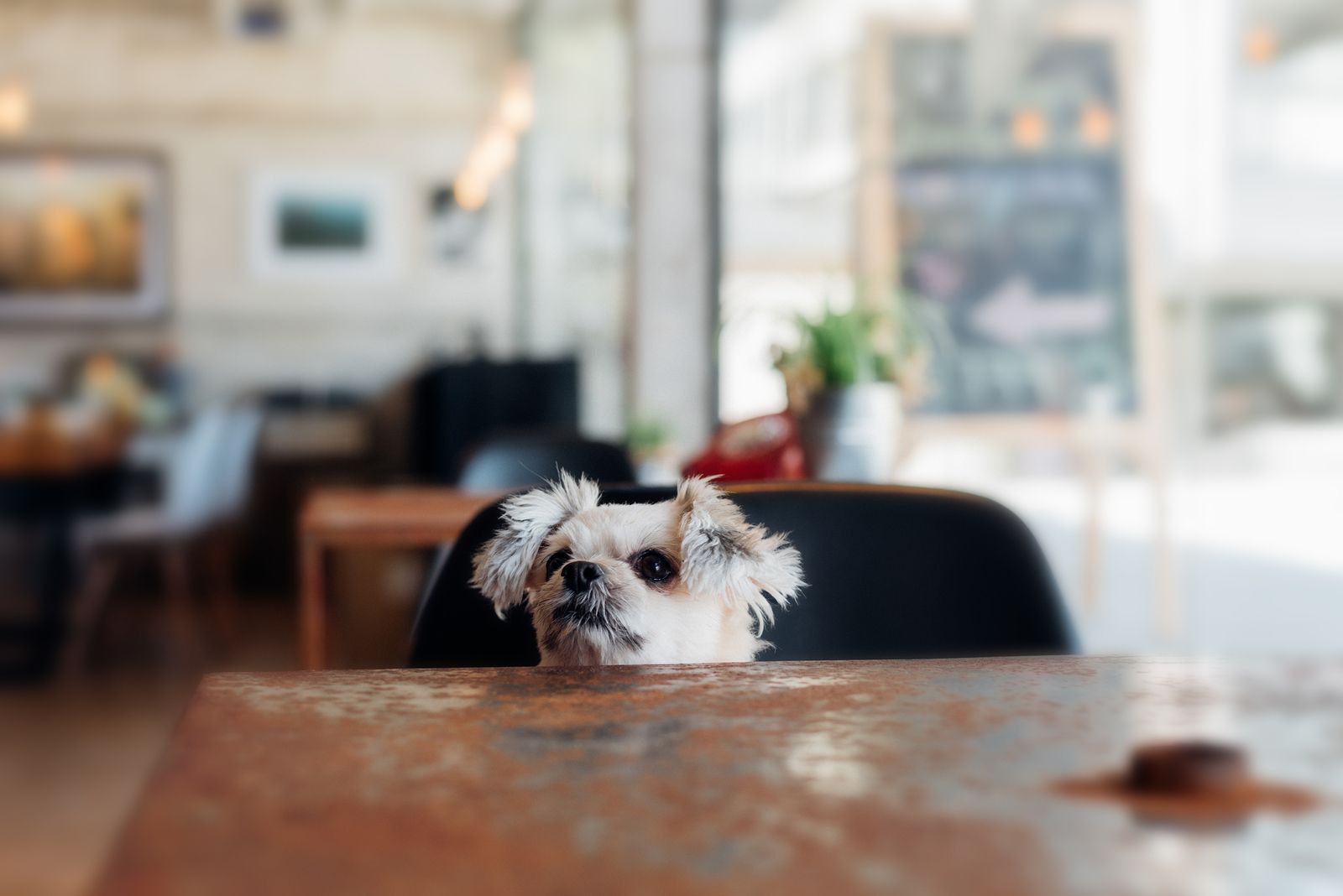 Restaurantes dog friendly de Valencia