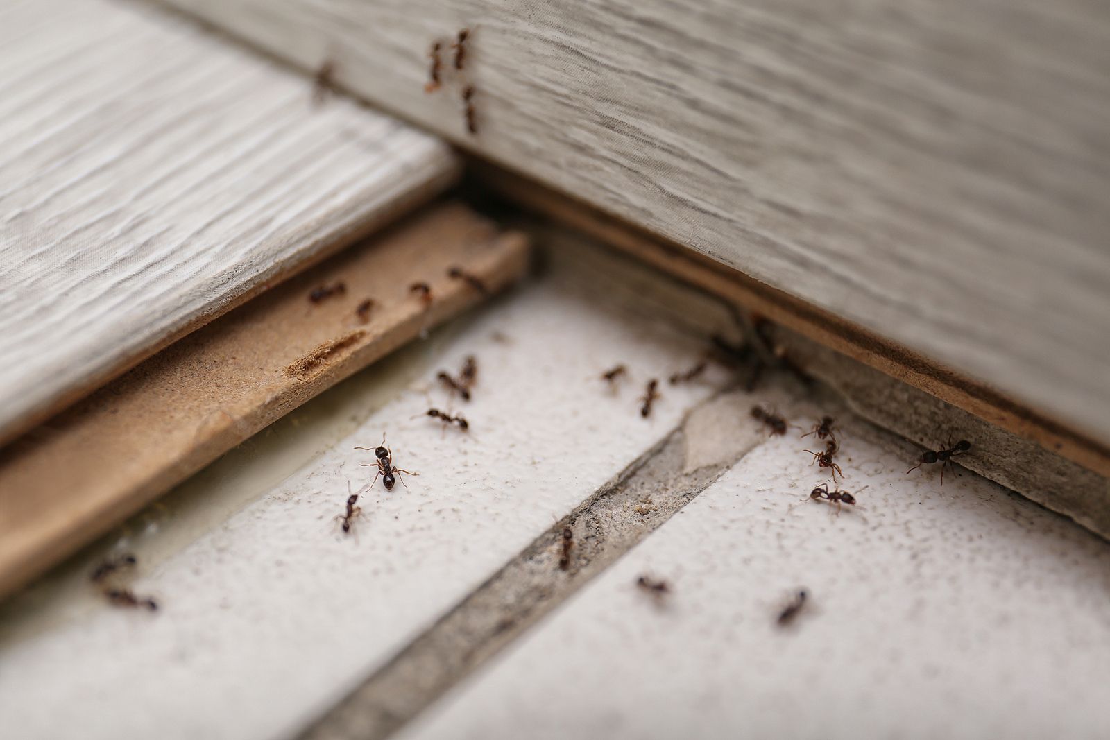 Consejos para que las hormigas no entren en casa