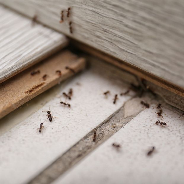 Consejos para que las hormigas no entren en casa