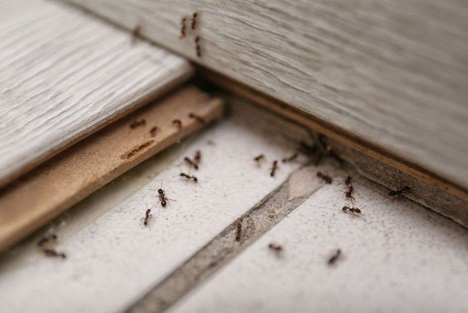 Se desvela el mecanismo que utilizan las termitas para construir sus nidos