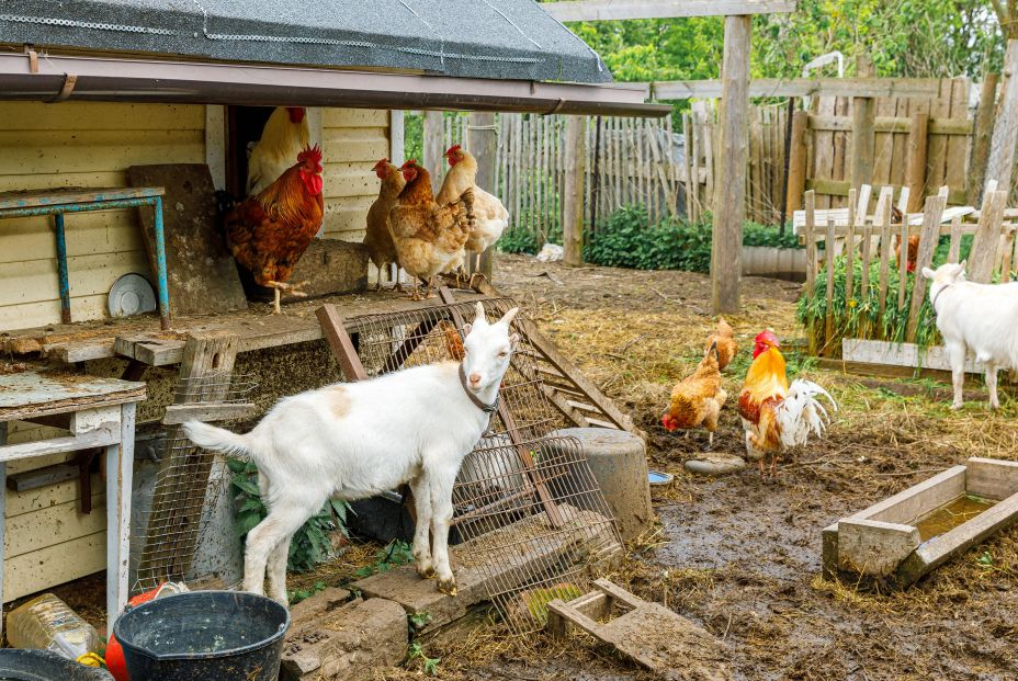 bigstock Goat And Free Range Chicken On 448955761