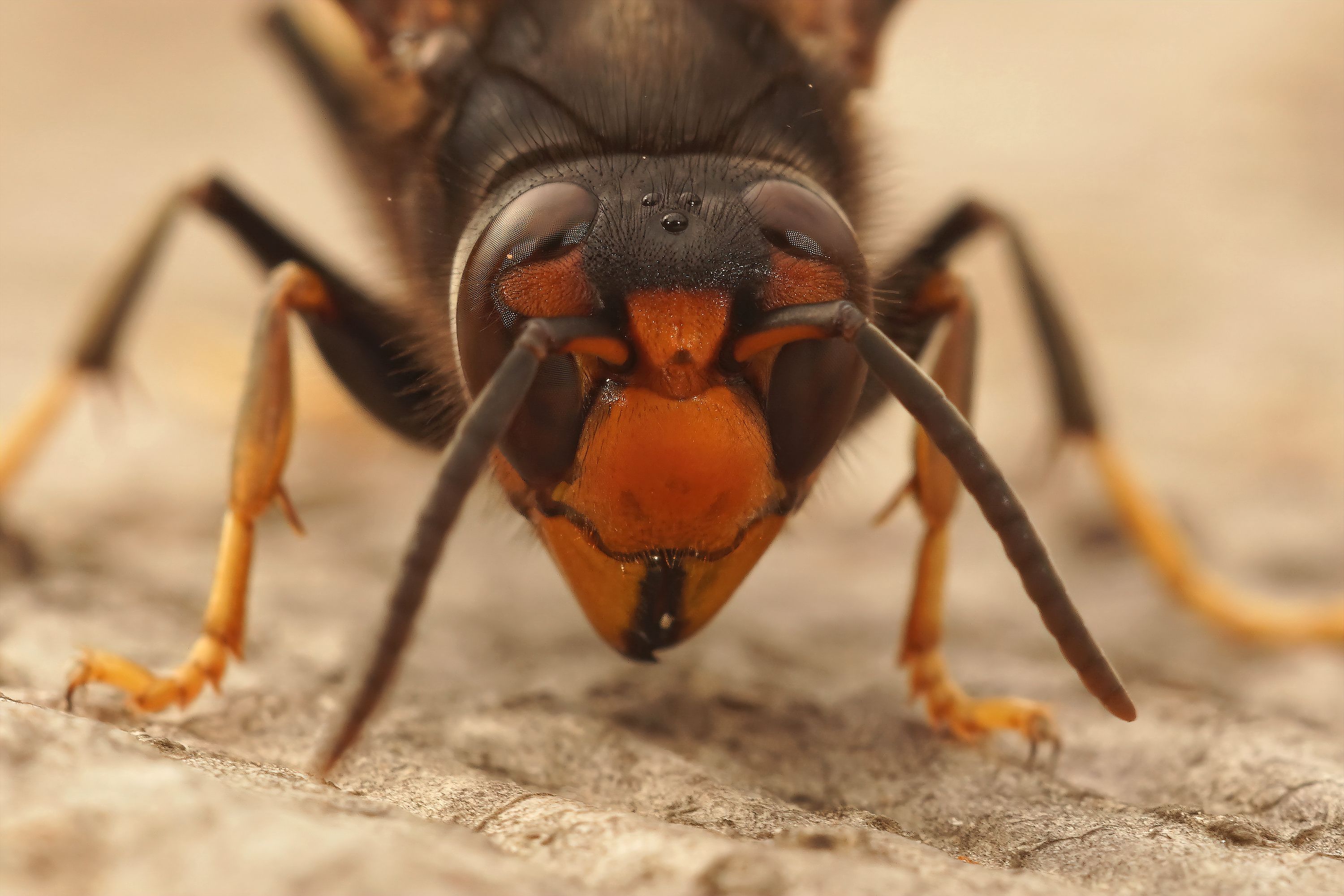 Cómo hacer una trampa para una avispa asiática