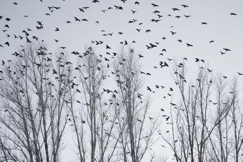 bigstock Flock Of Birds Flying In The S 444487931 bigstock Flock Of Birds Flying In The S 444487931