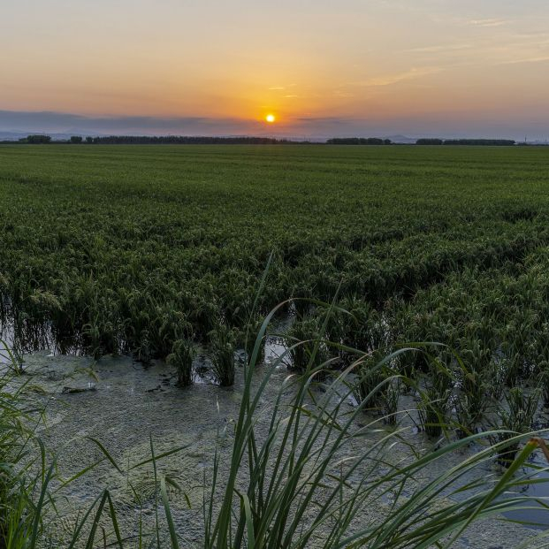 Arrozal en la Albufera valenciana. Foto: Bigstock 