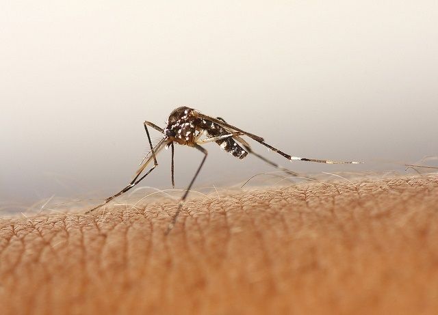 ANECPLA prevé un repunte del mosquito tigre en España y alerta que su extinción ya es imposible. Foto: Europa Press