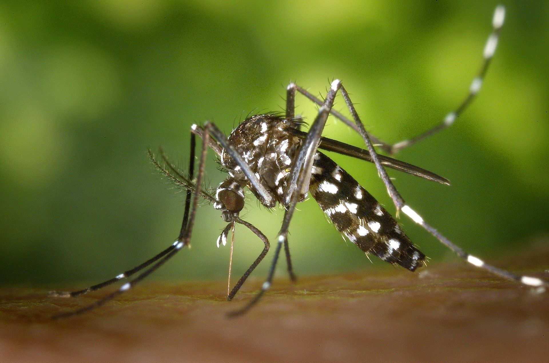 Alertan del repunte del mosquito tigre en toda España: "Su extinción ya es imposible". Foto: Europa Press