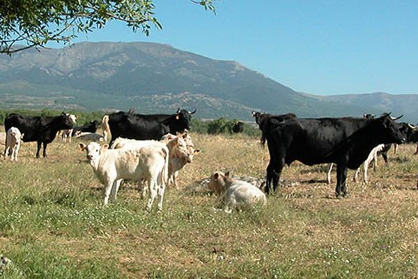 Reses de raza Avileña-Negra Ibérica. Foto: Consejo Regulador de la Carne de la Sierra de Guadarrama Reses de raza Avileña-Negra Ibérica. Foto: Consejo Regulador de la Carne de la Sierra de Guadarrama