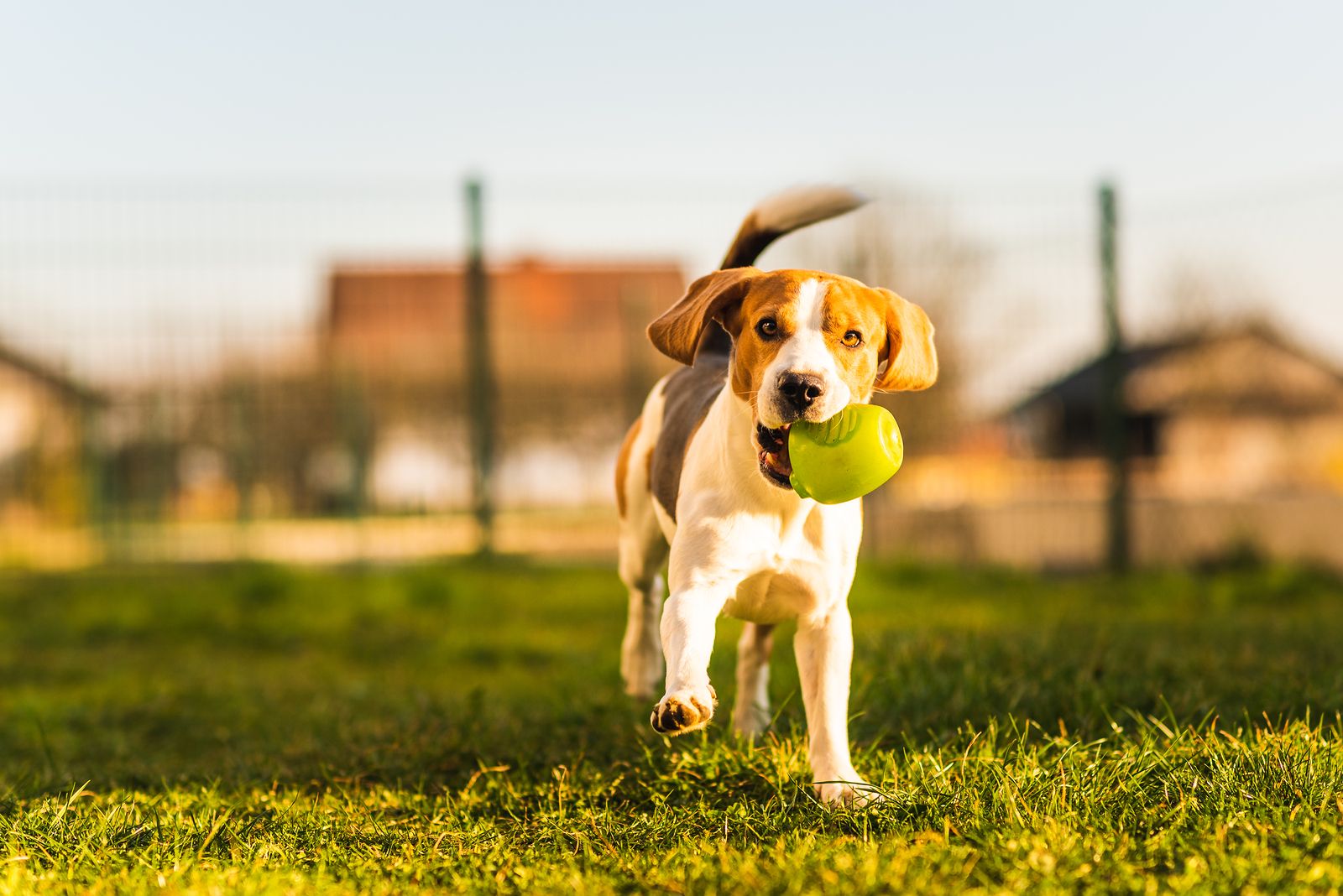 Ideas para proteger a tu perro de los insectos en verano