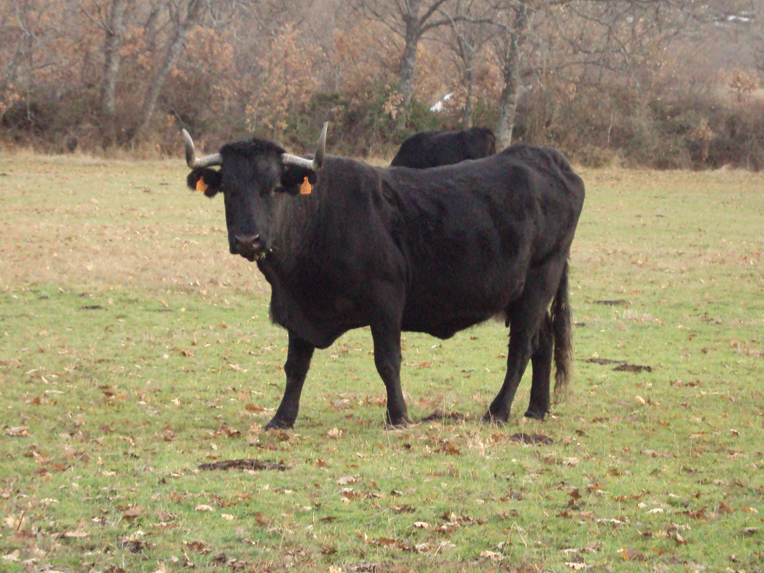 Ruta de la 'Carne de la Sierra de Guadarrama' por la Comunidad de Madrid. Foto: Wikipedia