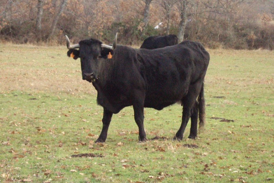 Ruta de la 'Carne de la Sierra de Guadarrama' por la Comunidad de Madrid. Foto: Wikipedia