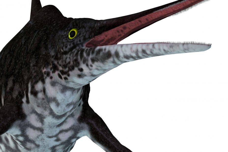 bigstock Shonisaurus Ichthyosaur Head  345199981