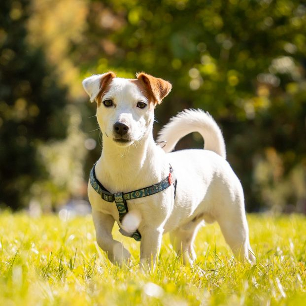 Jack Russell raza perro