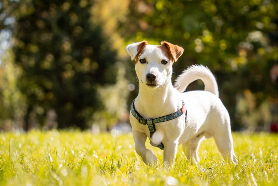 Jack Russell raza perro