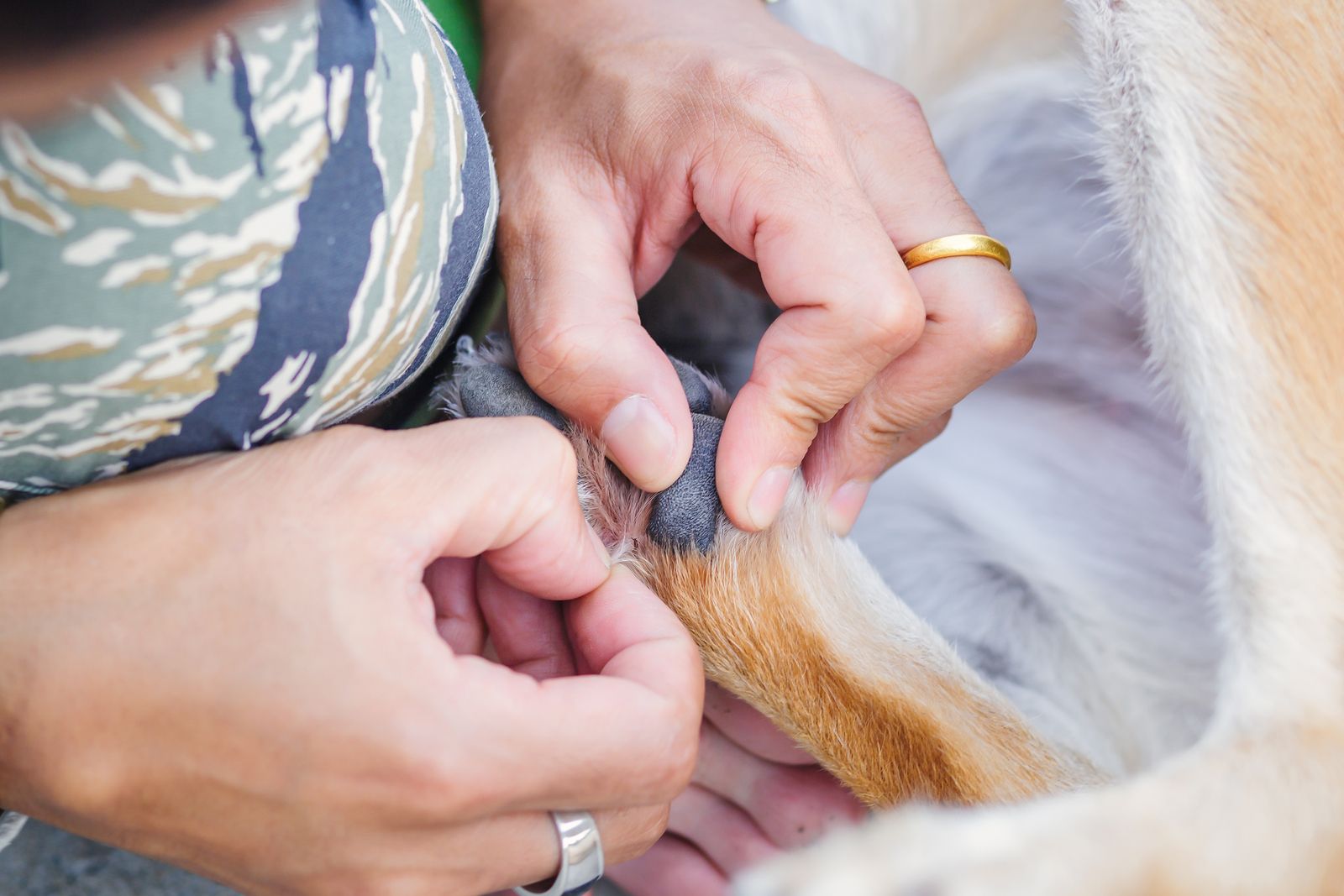 por qué Criticar Normalización Cómo eliminar las pulgas y garrapatas de tu perro y tu casa