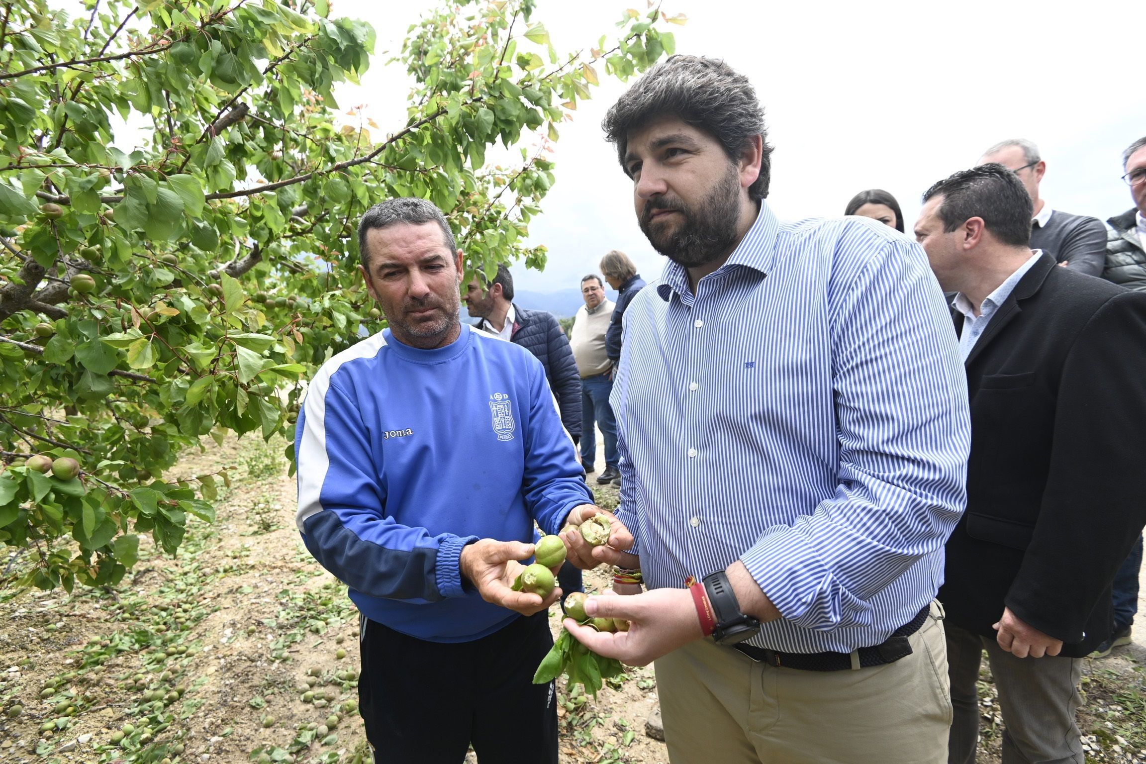 López Miras anuncia que la Región de Murcia pagará el coste de tratar los frutales tras el granizo. Foto:Europa Press 