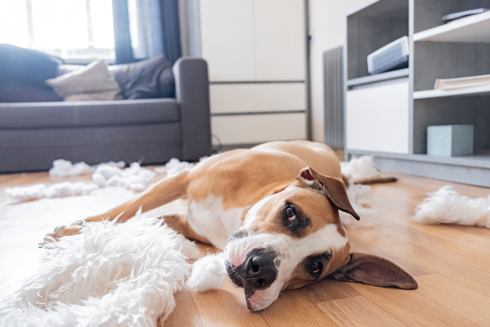 Una casa está llena de peligros para una mascota