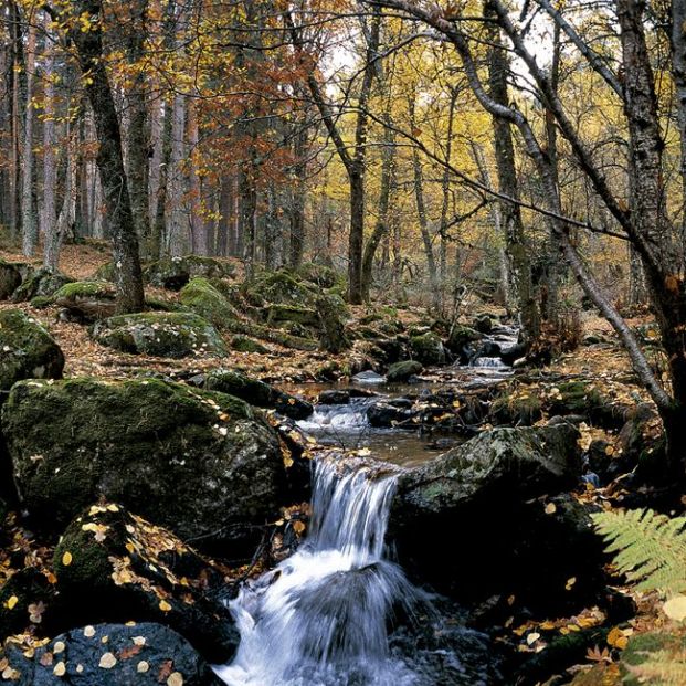 6 bosques en Madrid para disfrutar de la naturaleza