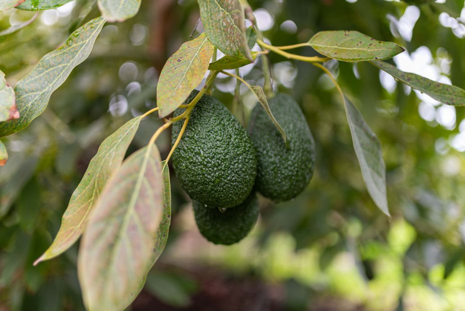 ¿Es seguro comer el aguacate cuándo está negro?