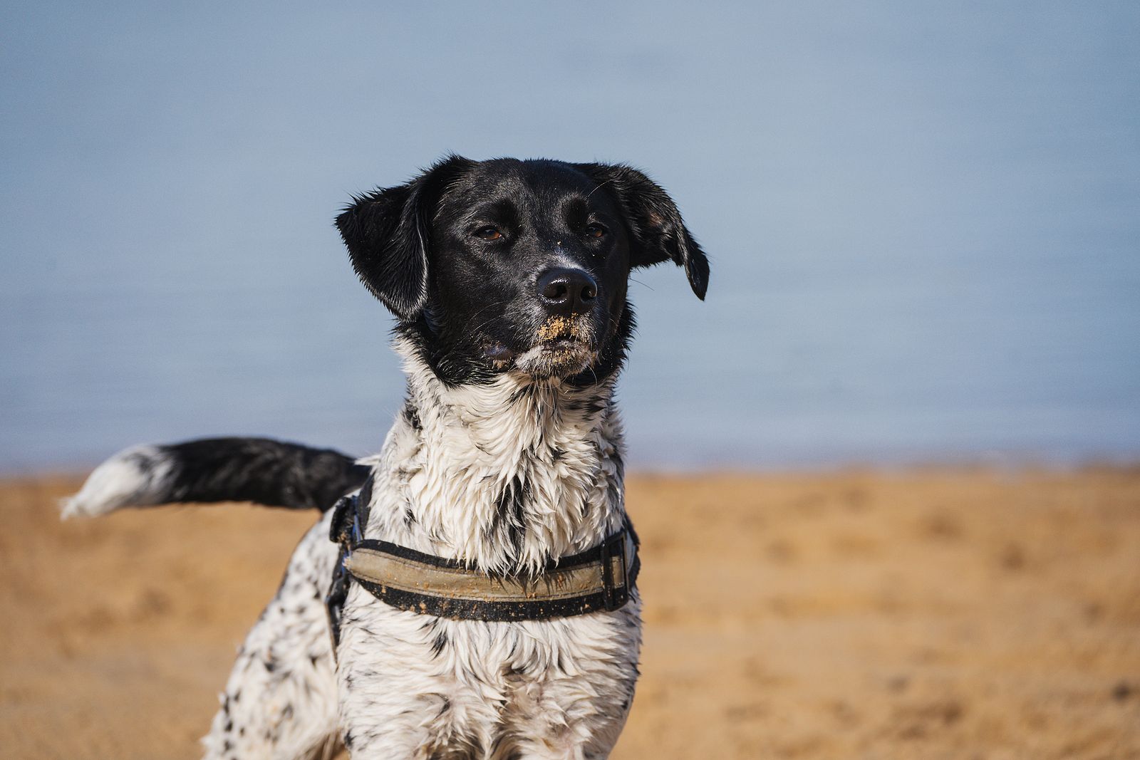 ¿Dónde están las mejores playas para perros de España?