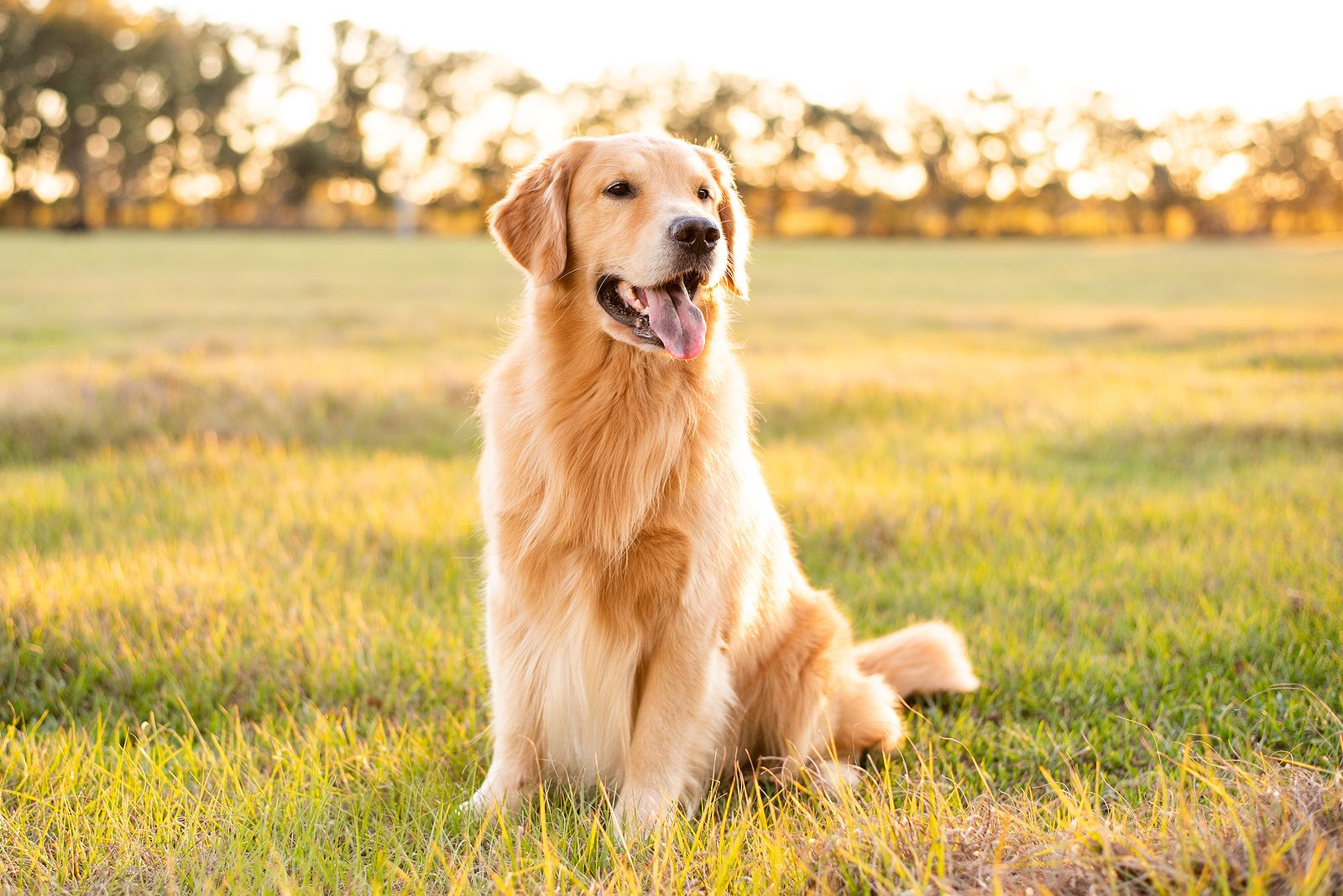 ¿Cuál es la documentación obligatoria para tener un perro?