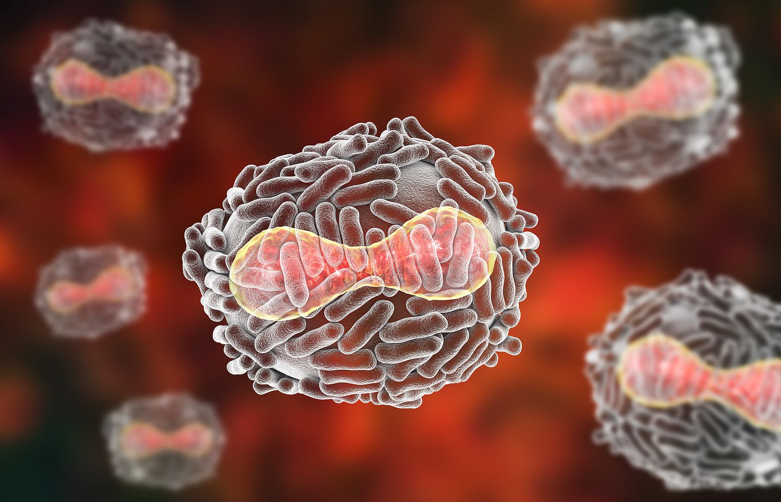 ¿Qué es la viruela del mono? Síntomas y cómo se contagia