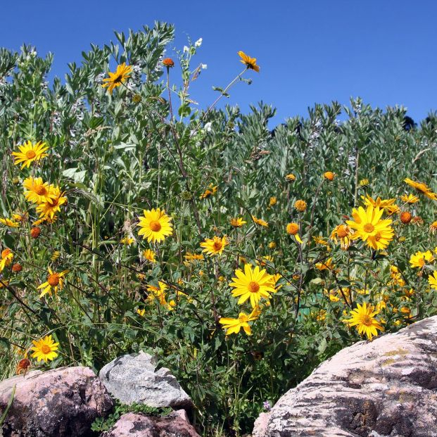 Flores del campo. Foto: bigstock 