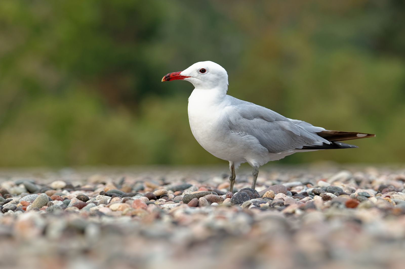 Las gaviotas pueden dispersar bacterias resistentes a antibióticos en ciudades