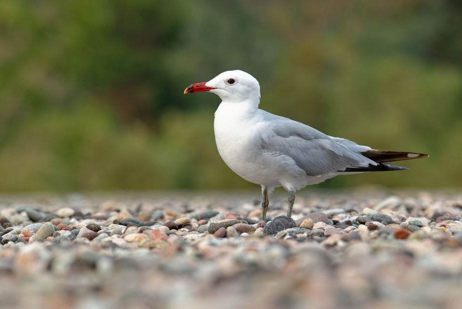 gaviotas de Audouin. Foto: bigstock gaviotas de Audouin. Foto: bigstock