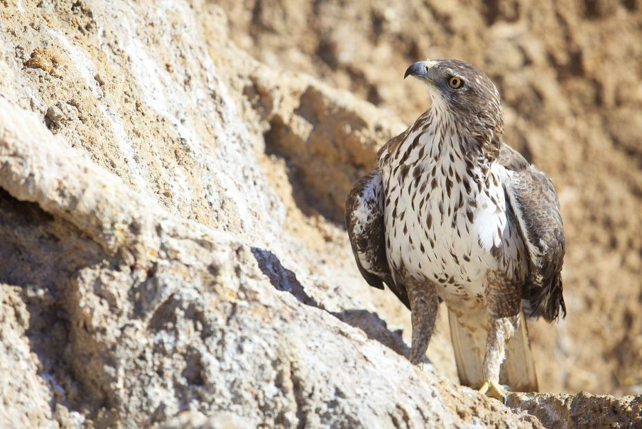 Águila culebrera. Foto: bigstock Águila culebrera. Foto: bigstock