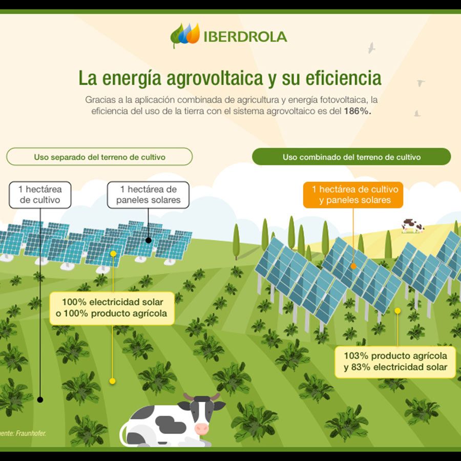 Cultivos y ganado bajo las placas solares: el aliado del campo para ser más limpio y rentable