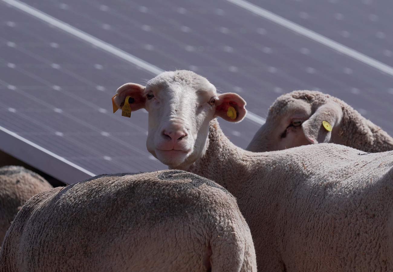 Cultivos y ganado bajo las placas solares: el aliado del campo para ser más limpio y rentable