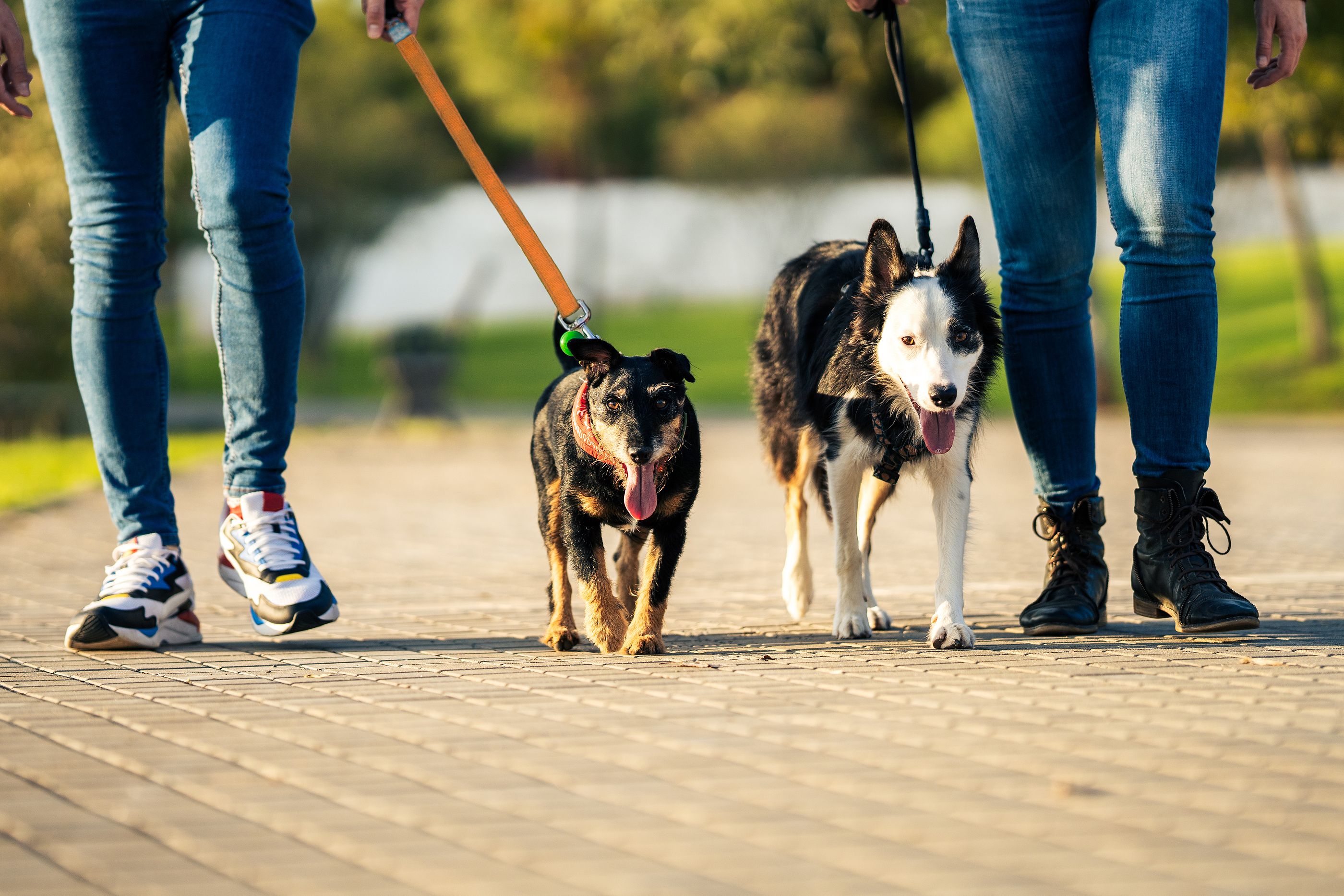 Los perros que peor aguantan el calor y remedios infalibles para ayudarlos