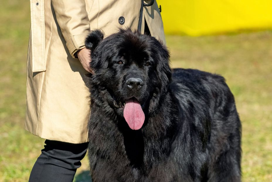 bigstock Big Black Dog Breed Newfoundla 452339671