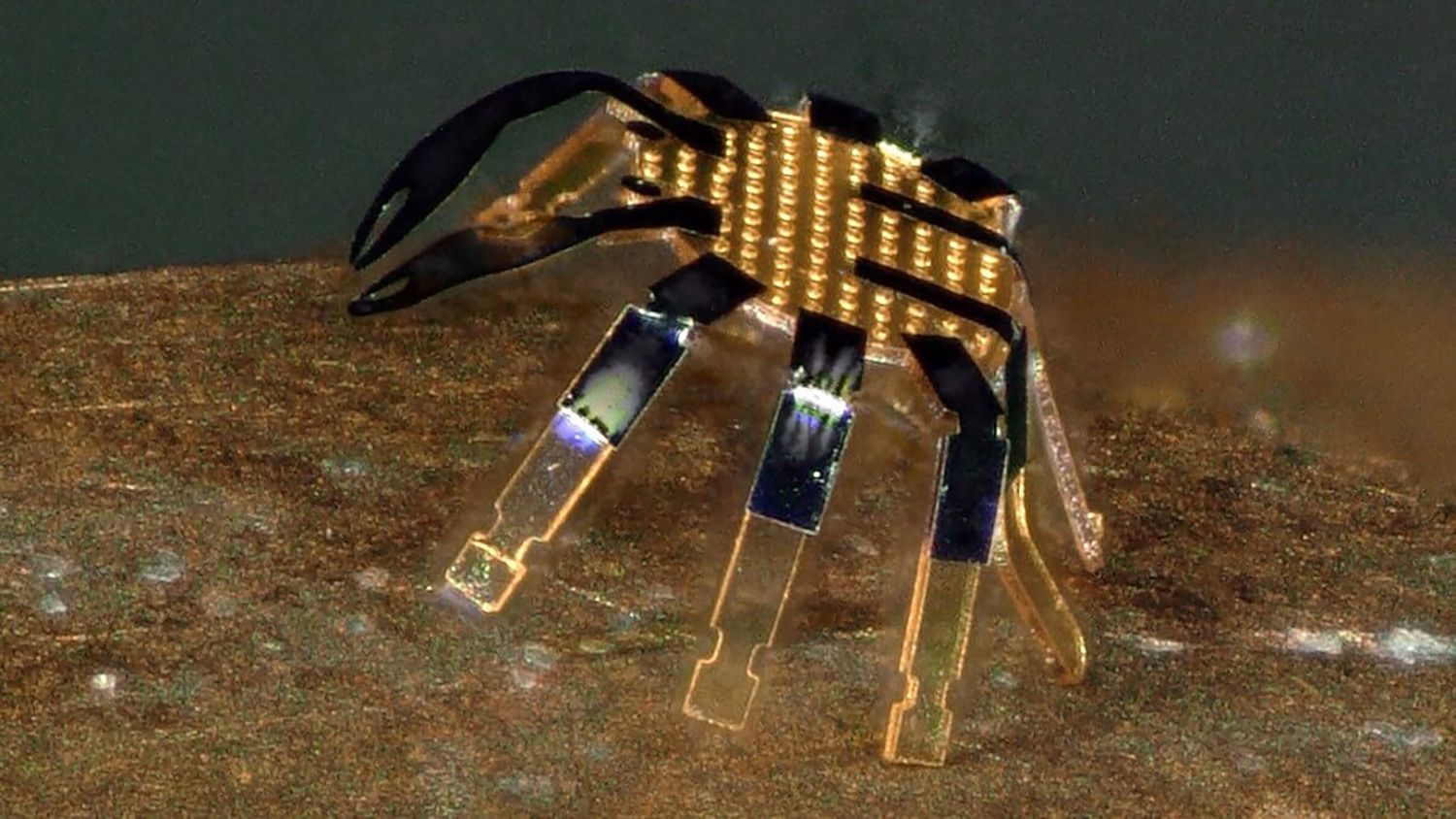 El robot andante más pequeño tiene forma de cangrejo y funciona por control remoto