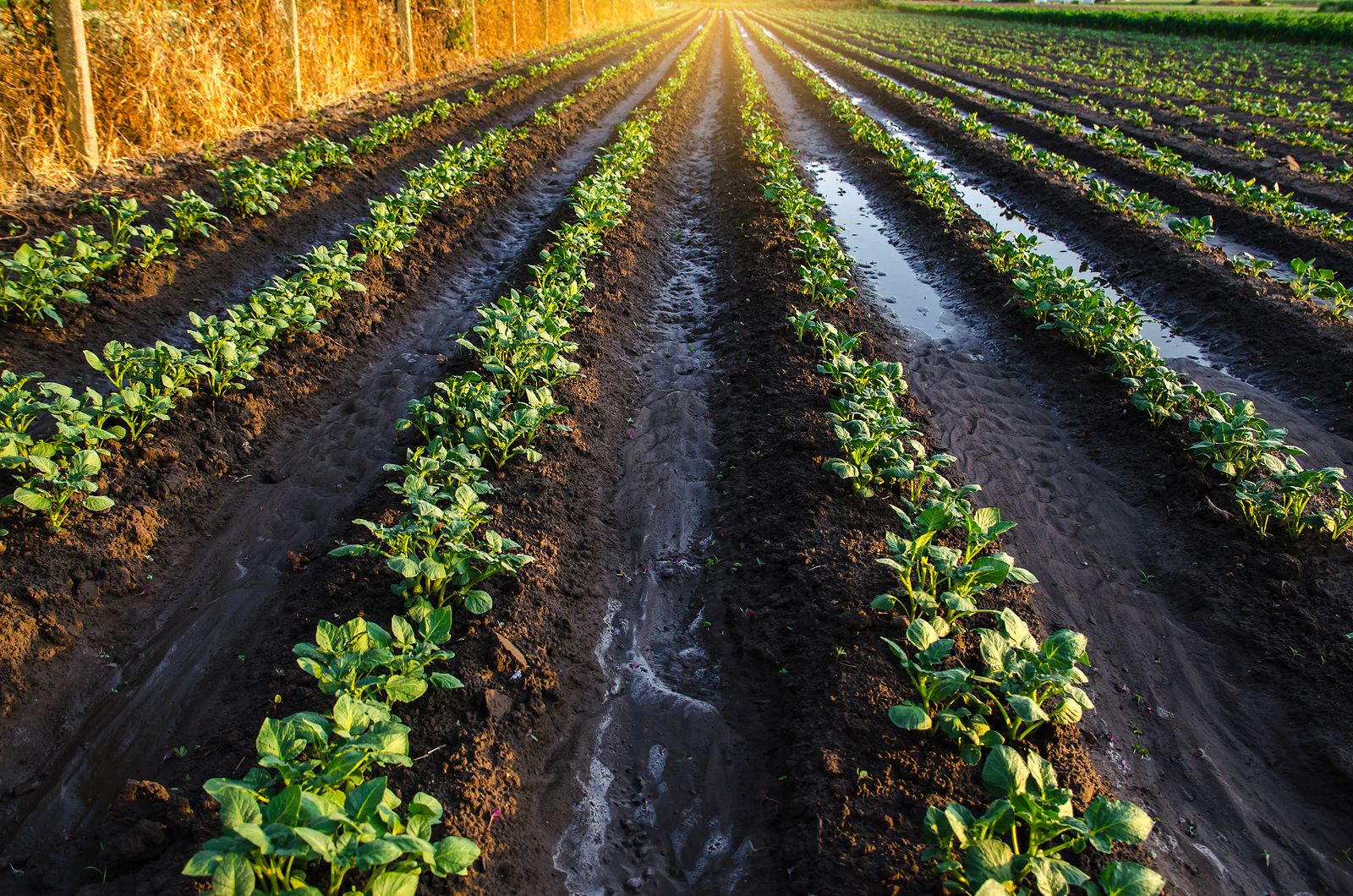 La Región de Murcia ha destinado 83 millones de euros a la agricultura ecológica. Foto: Bigstock