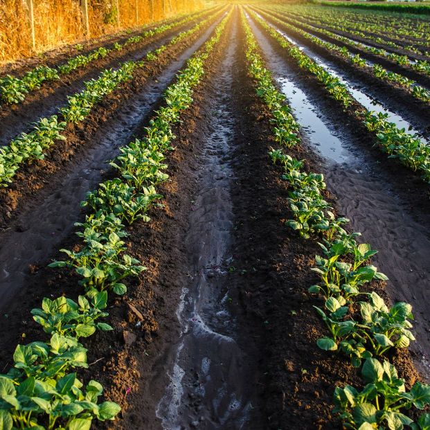 La Región de Murcia ha destinado 83 millones de euros a la agricultura ecológica. Foto: Bigstock