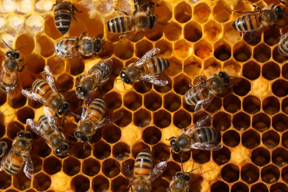 bigstock honey comb and a bee working 15100517