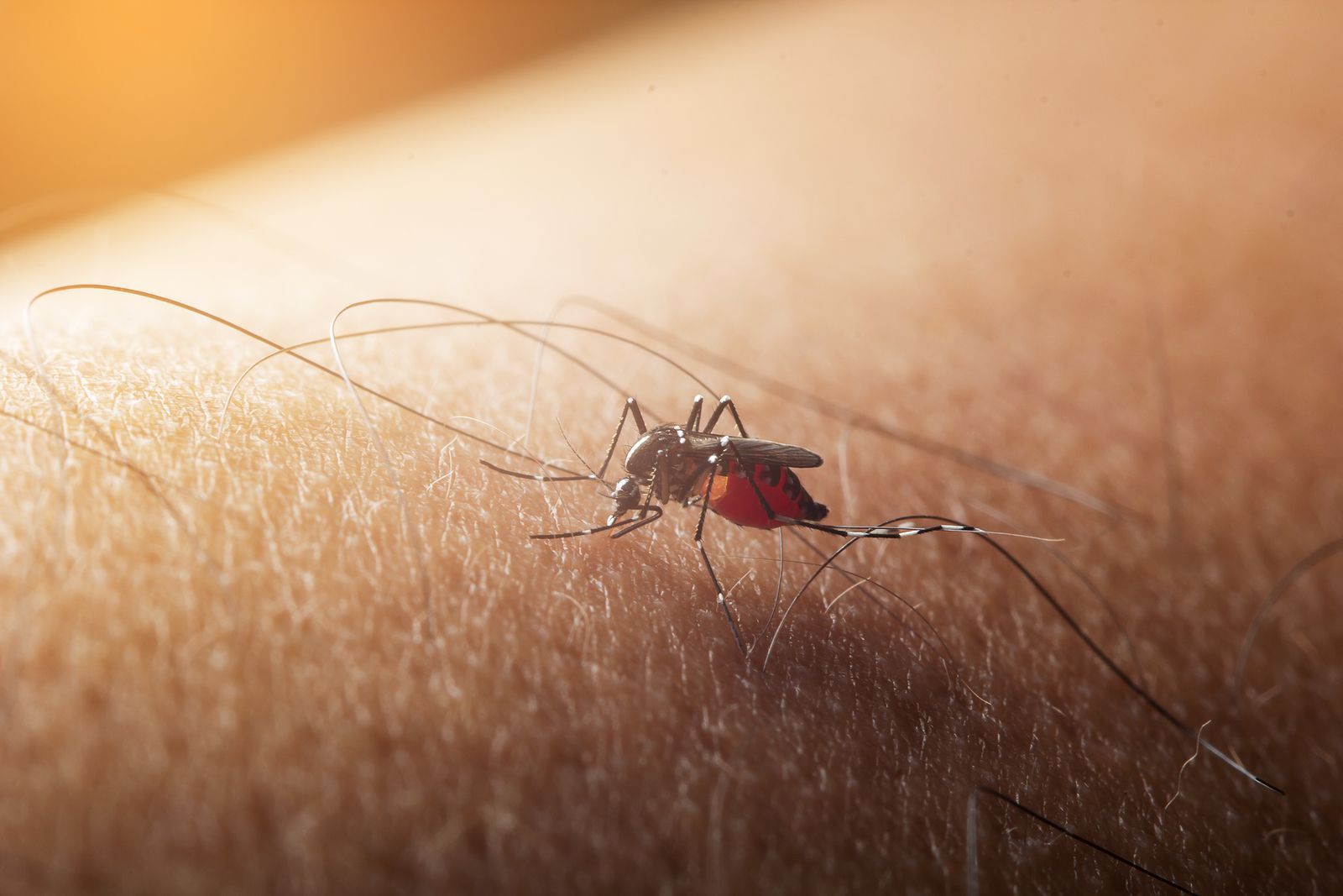 Las altas temperaturas hacen envejecer antes a los mosquitos.